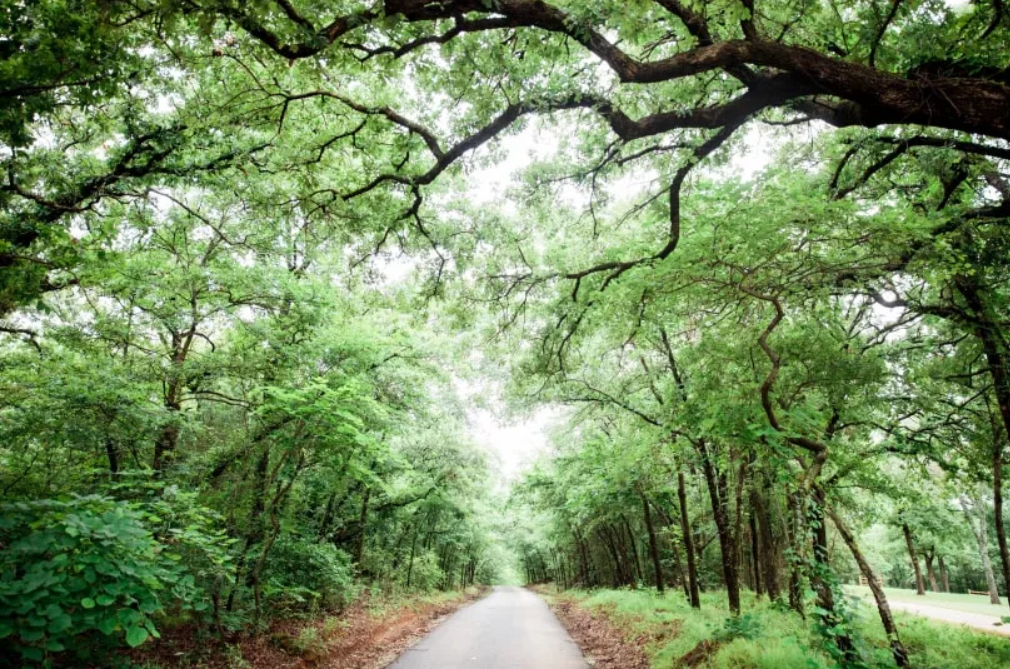 The Wedding Website of Lauren Dandridge and Austin Marty