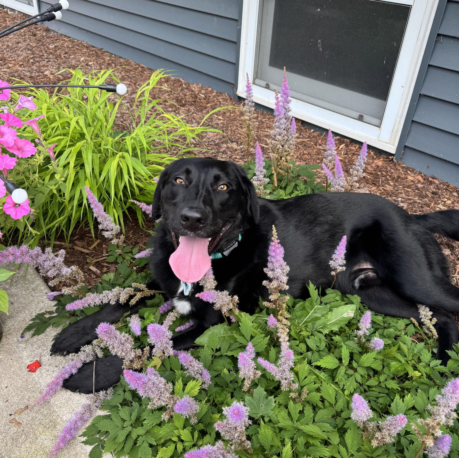 Our fur baby, Blane