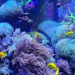 Aquarium of Niagara