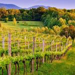 Monticello Wine Trails!