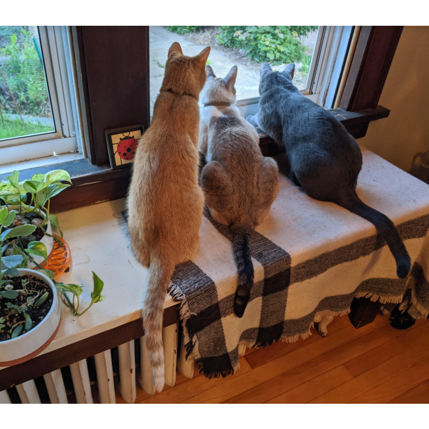 we adopted all these nerds in 2019, the start of our fuzzy family