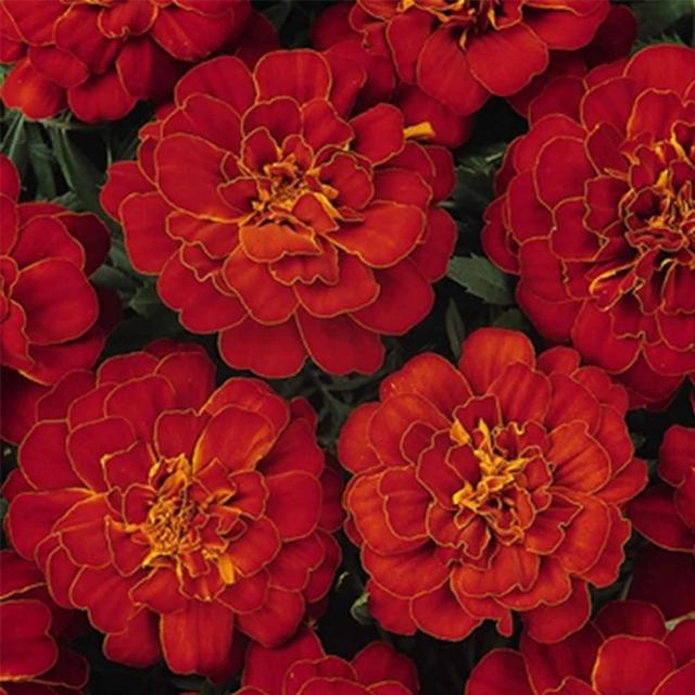 Durango Series Marigold Seeds – Red, 100 Seed Packet – Tagetes patula – Non-GMO, Open Pollinated – Perfect for Flower Gardening – High Germination Rate, Vibrant Red Blooms for Farm, Home, & Gardening