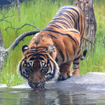 Akron Zoo