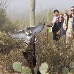 Sonora Desert Museum - 1h from Tubac