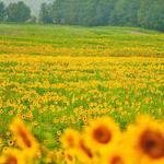 Sussex County Sunflower Maze