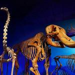 Milwaukee Public Museum