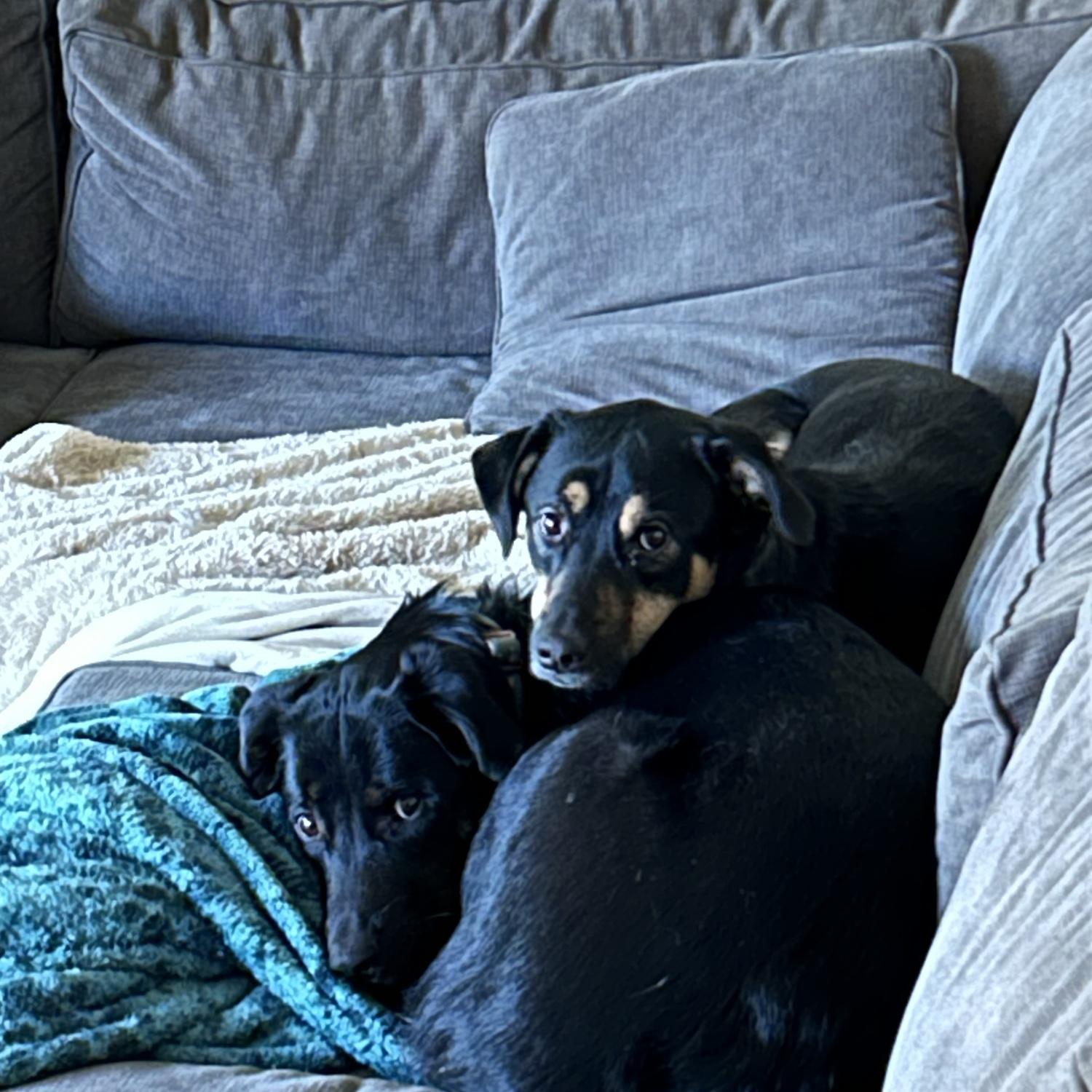 Sisterly love 💕 Luna and Maisey