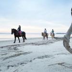 Horseback Riding on Driftwood Beach