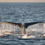 WHALE WATCHING