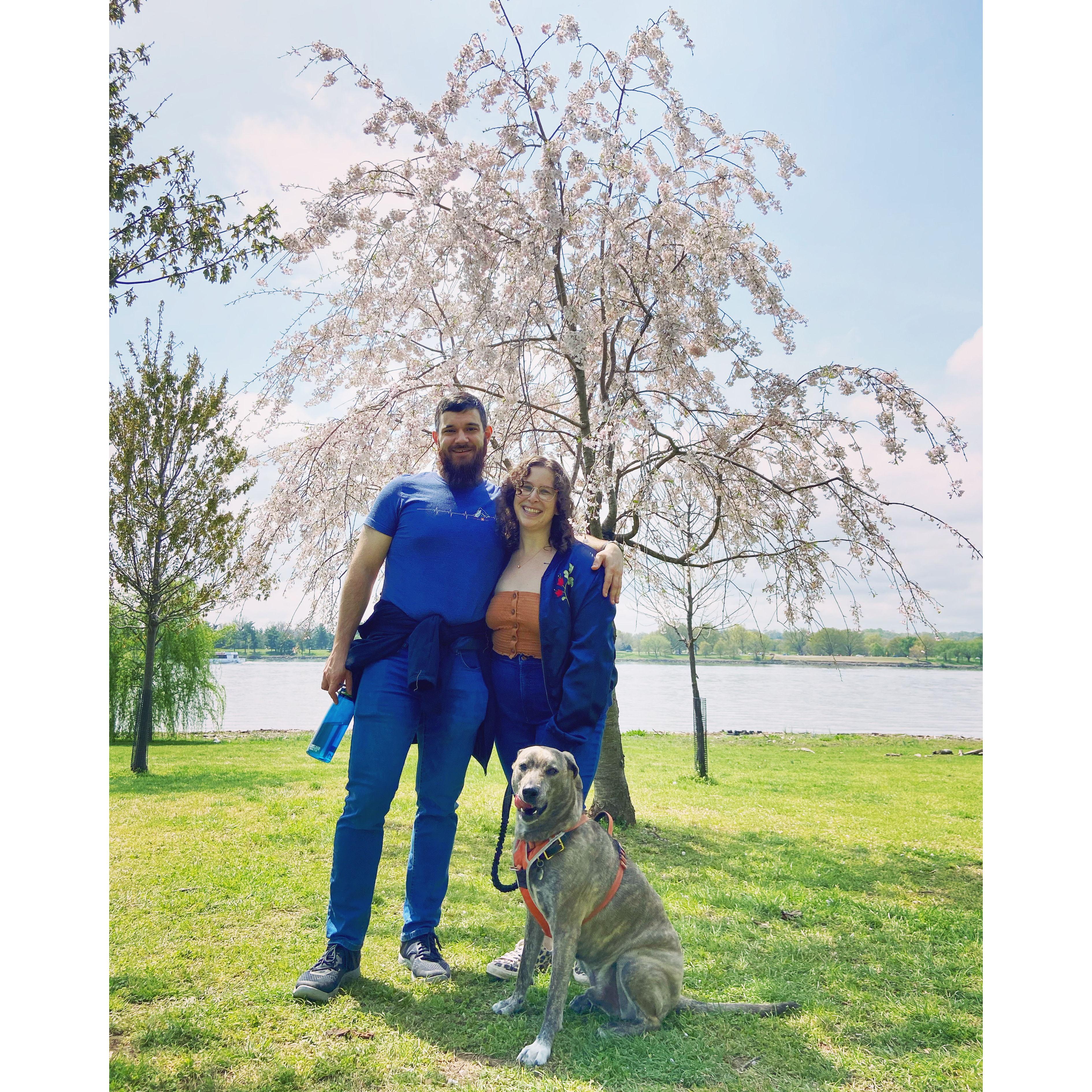 DC Cherry Blossoms with Tucker