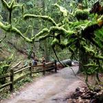 Lower Macleay Park