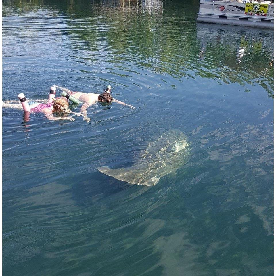 Us swimming with manatee when we went to Florida in 2016. Such a cool experience!