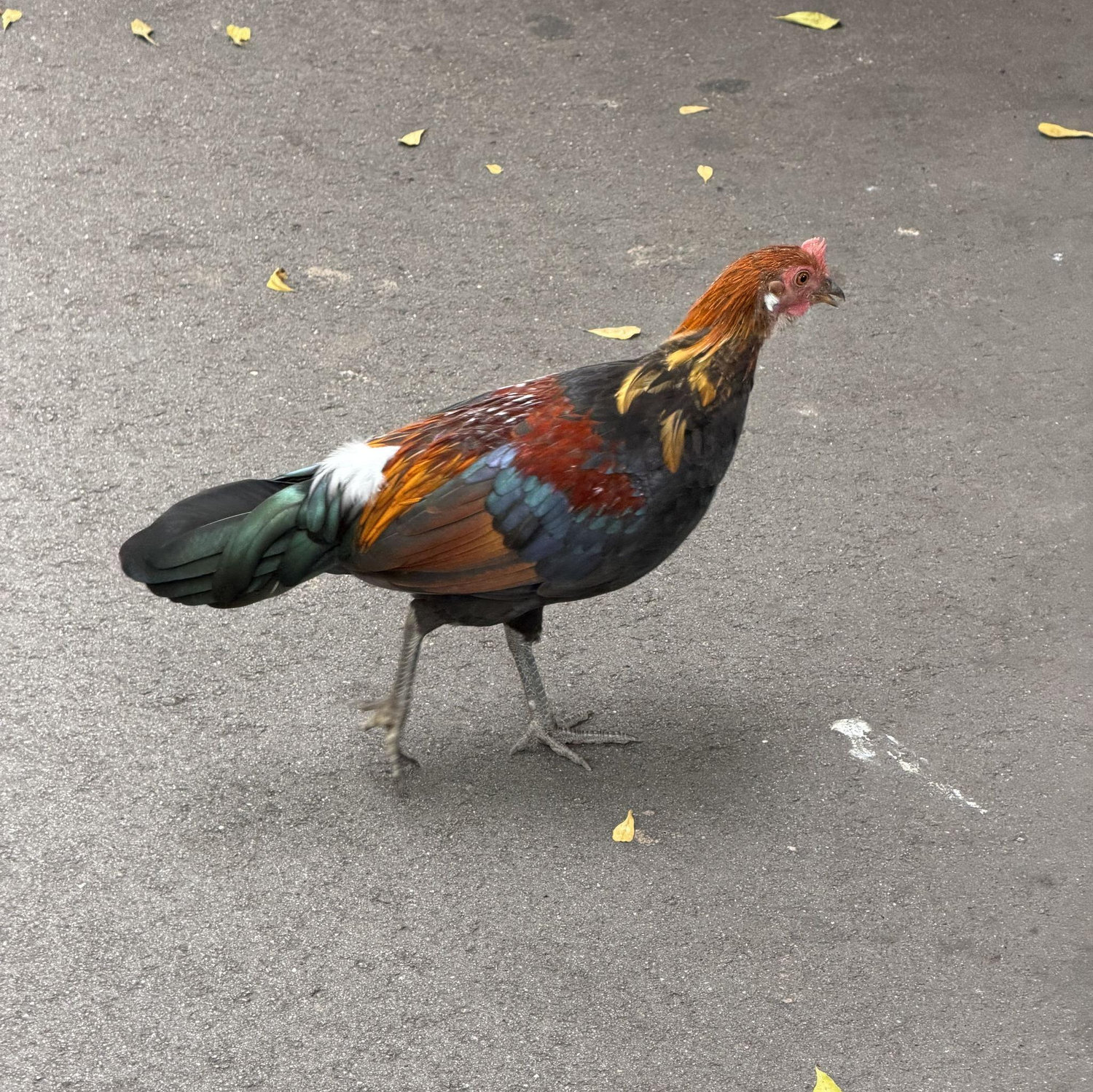 The first bird we saw on our big trip, which started in Singapore. The mighty Jungle Fowl.
