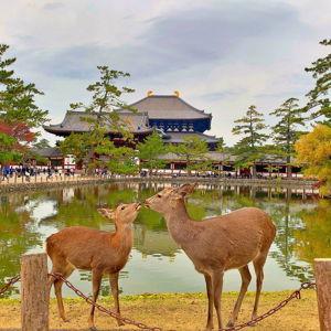 Nara Deer Park Visit