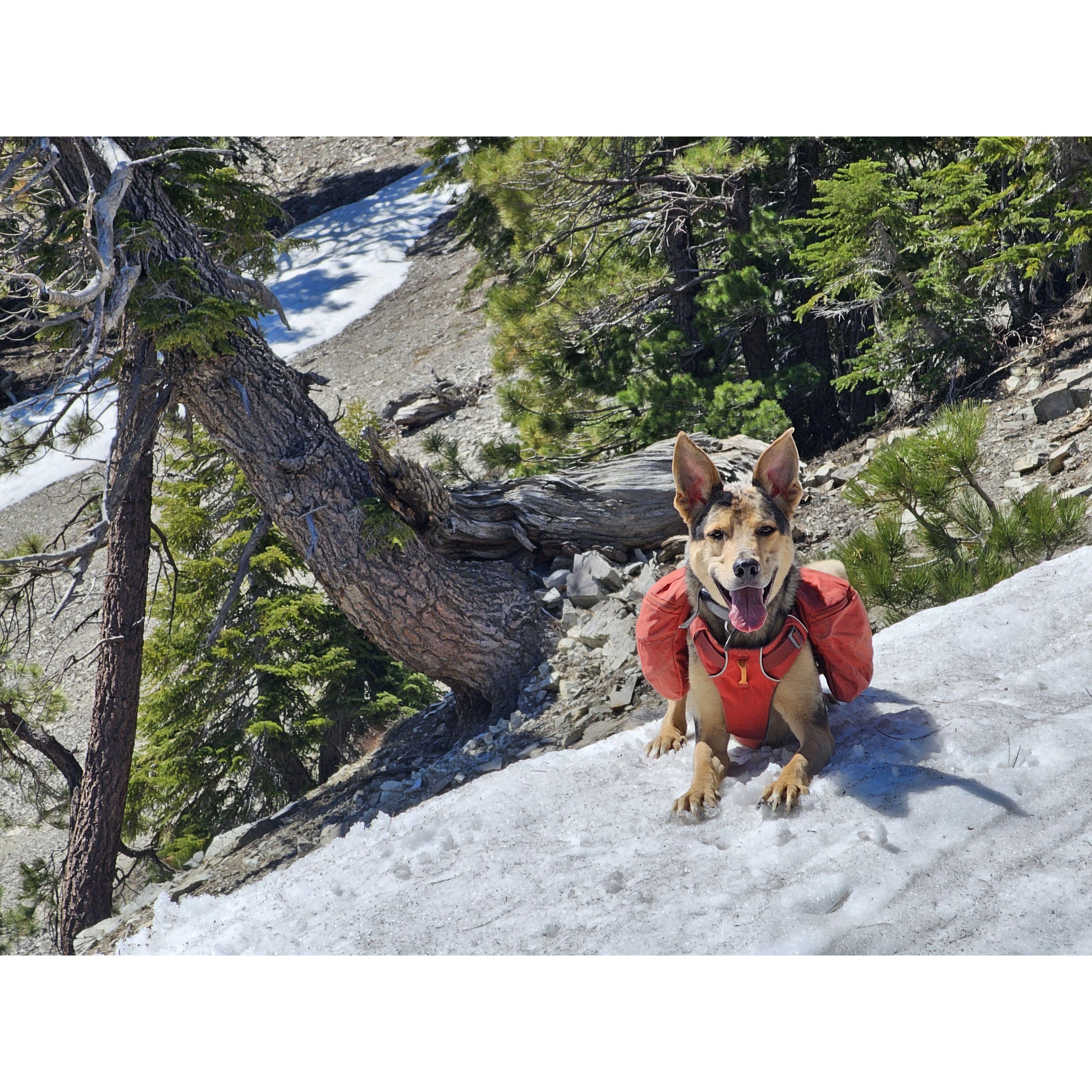 Also Tukker's first backpacking trip.