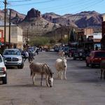 Oatman, AZ