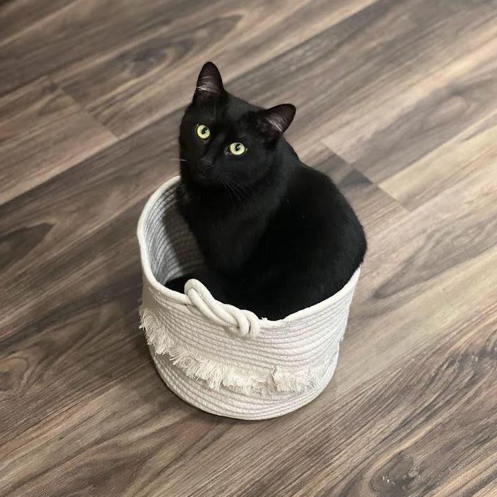 Our middle child (the favorite), Ares