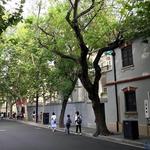 法租界 武康路 安福路 Wukang Road