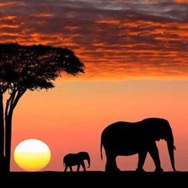African Safari Honeymoon Fund