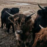 West Branch Farms