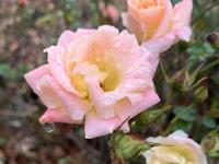 International Rose Test Garden