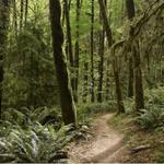 Forest Park Urban Hiking Tour
