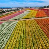 The Flower Fields