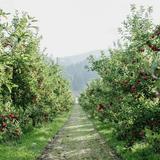 Cambium Cidery & Restaurant