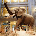 Smithsonian National Museum of Natural History