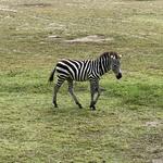 Cape May County Park & Zoo