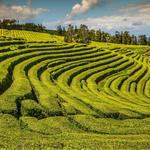 Gorreana Tea Factory