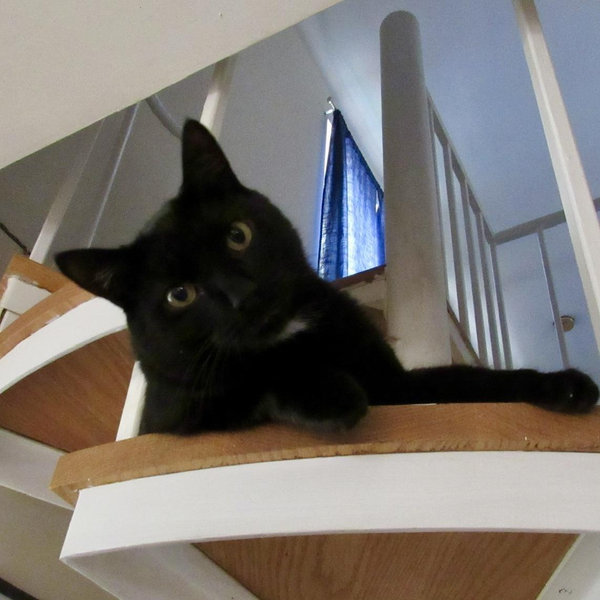 Boarding Guinness: Because He’s Not Invited 😿