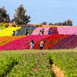 The Flower Fields