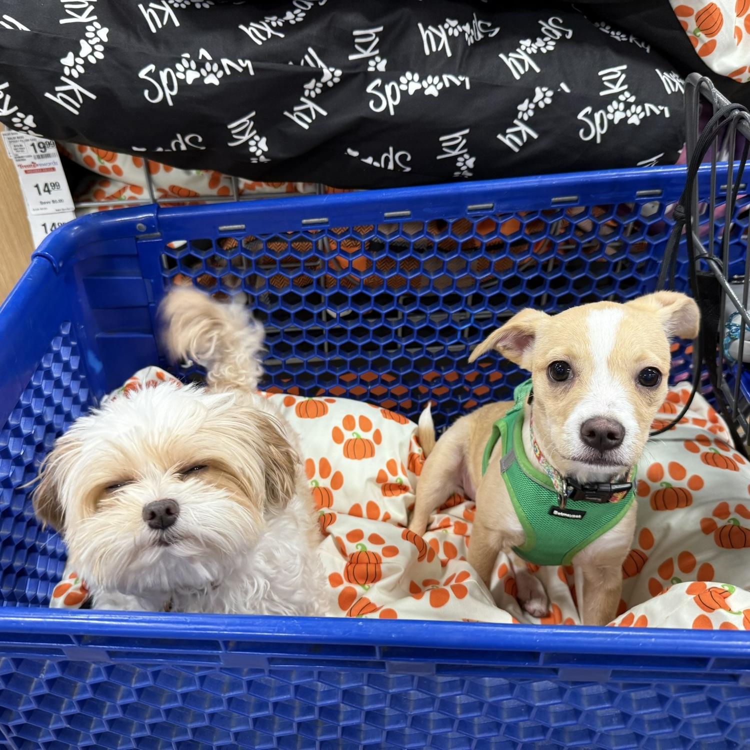 Leo & Poppy at Petsmart!