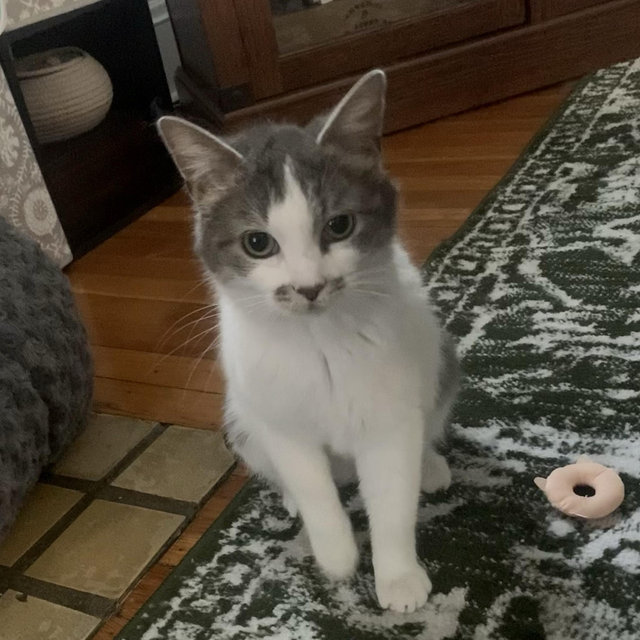 Pet Sitting Fund