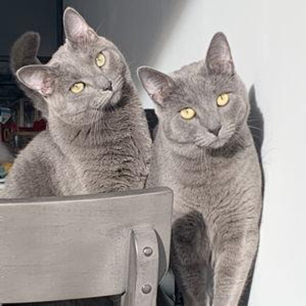 Tuna & Turbo's Babysitter Fund
