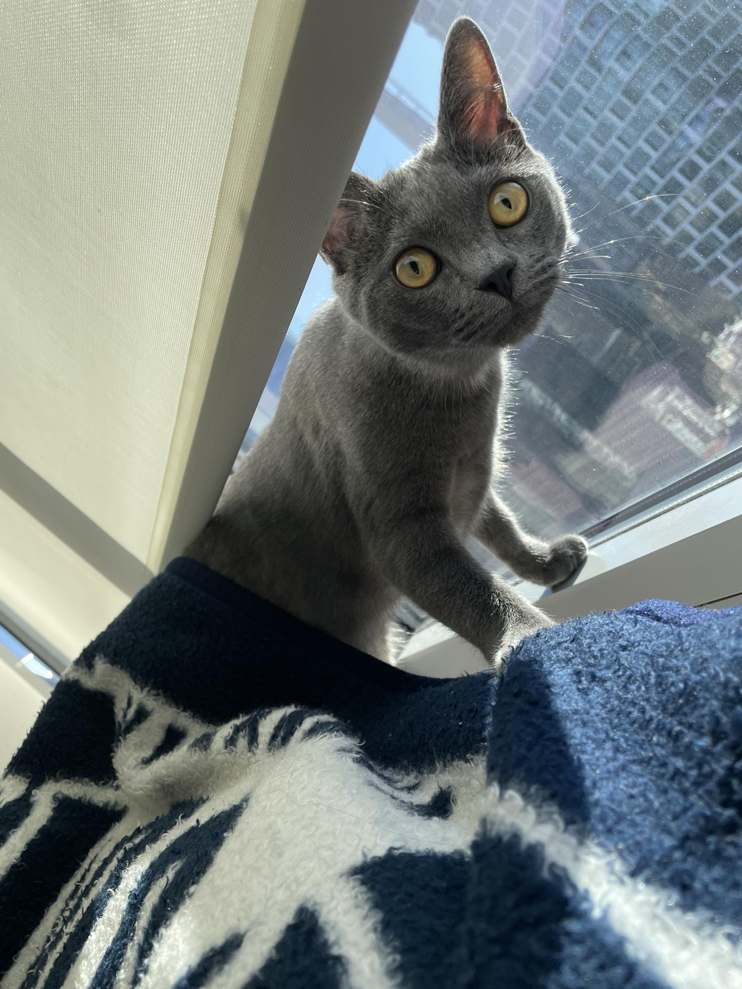 Did you hear my parents are getting married? (Meet Beans! Our kitten ❤️)