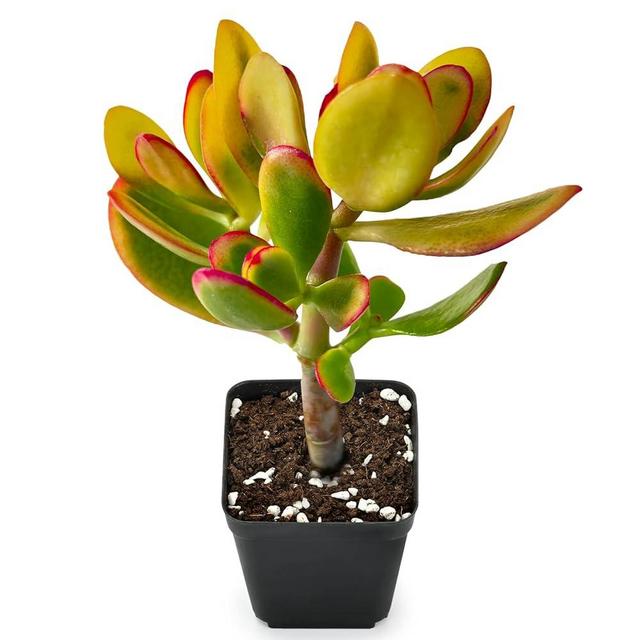 Golden Jade - Crassula Ovata 'Hummel Sunset', Rare Cute Succulent Plant Fully Rooted in 2" Pot