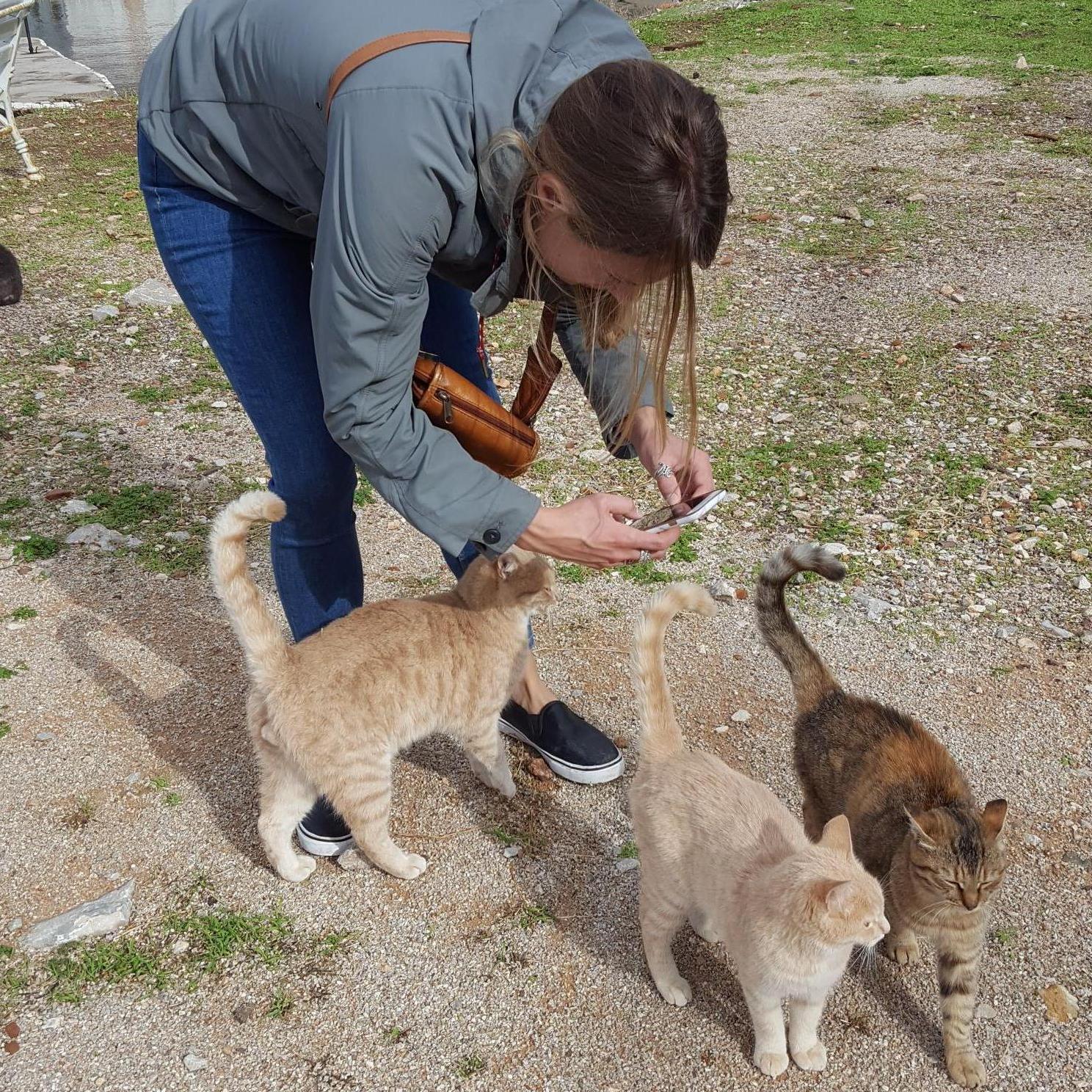 Travel tip, cats are great at giving directions when lost