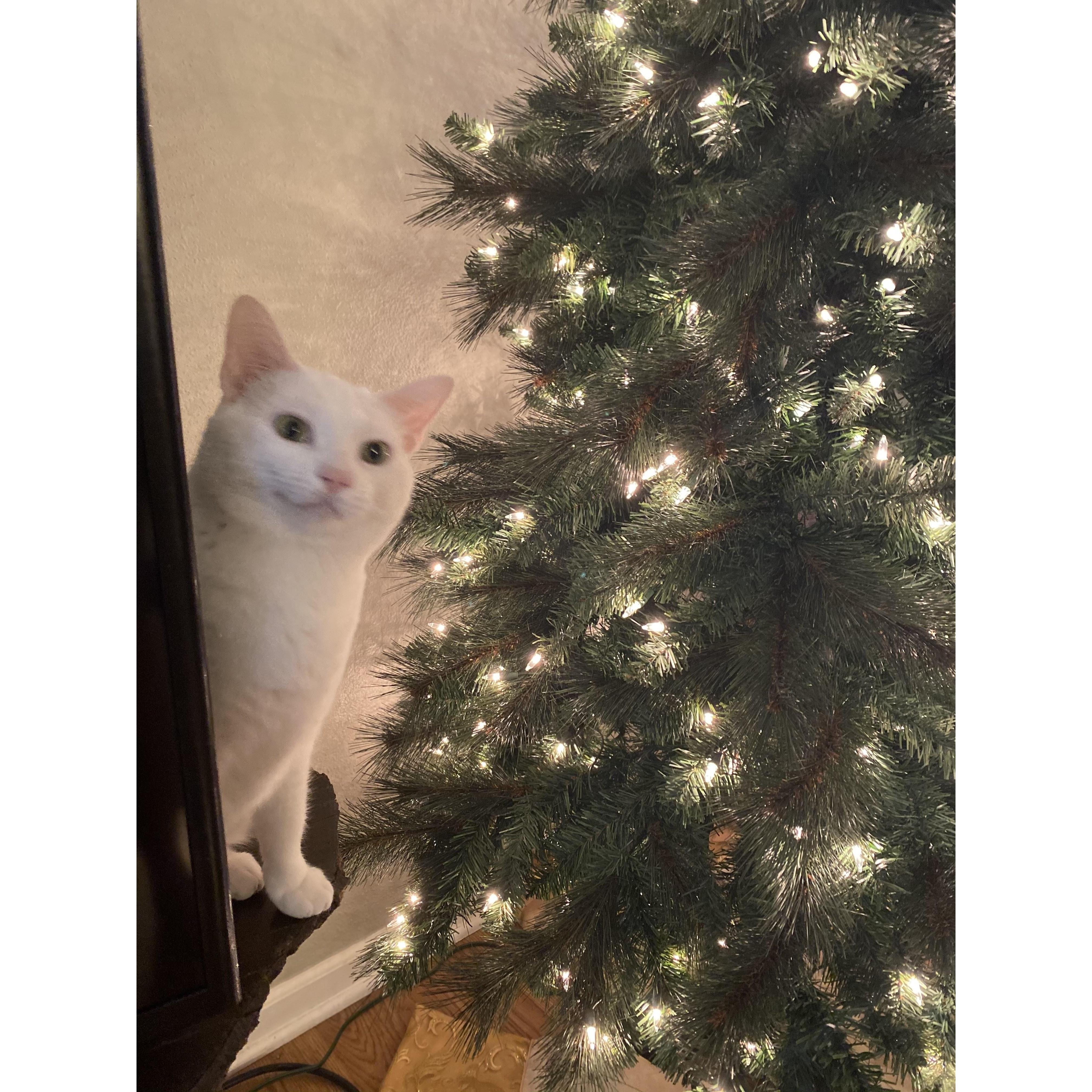 Cleo helping to decorate the tree