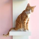 Kawaii Kitty Cafe