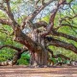 Angel Oak Tree