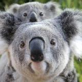 Taronga Zoo Sydney