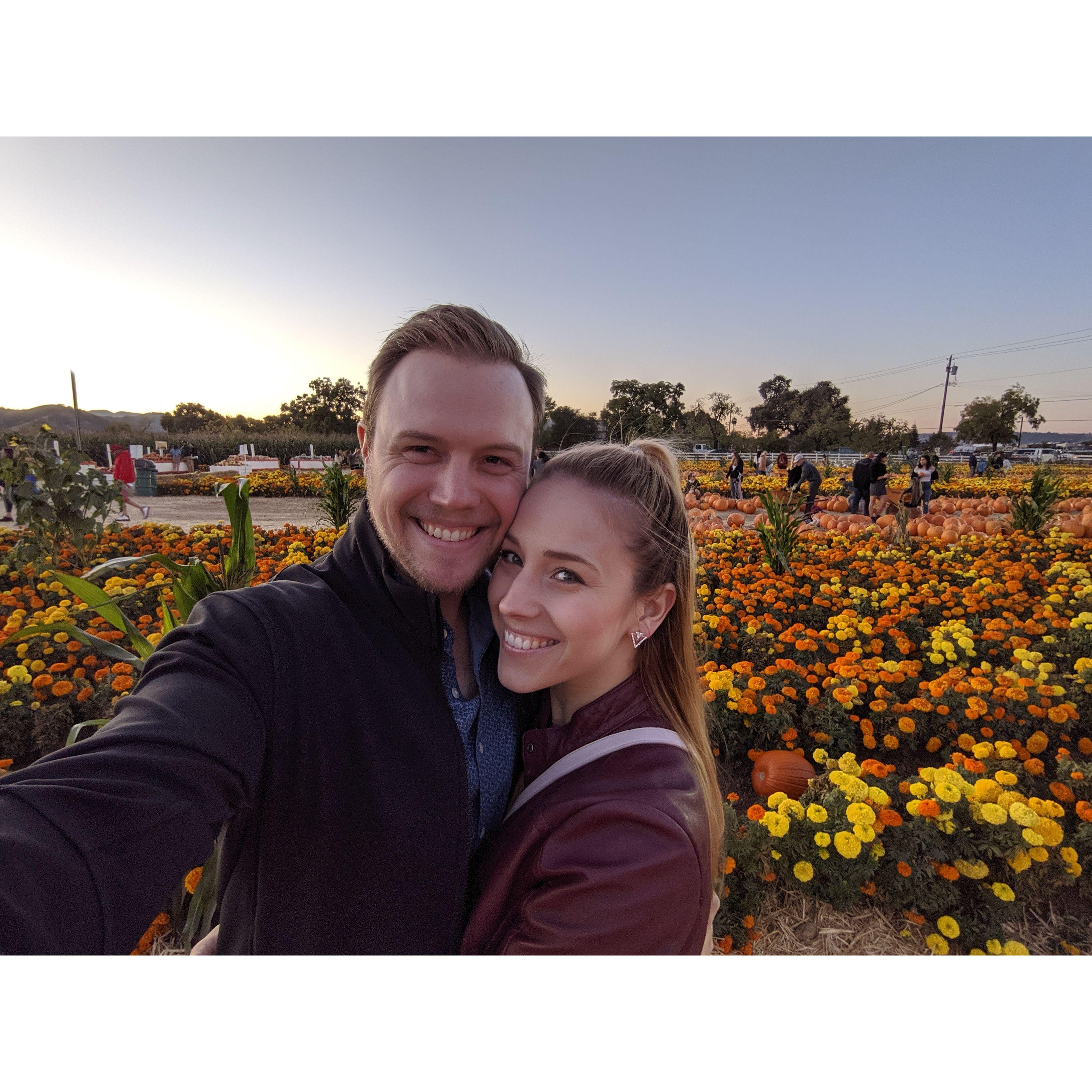 Pumpkin patch in Morgan Hill, CA.