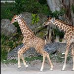 Los Angeles Zoo