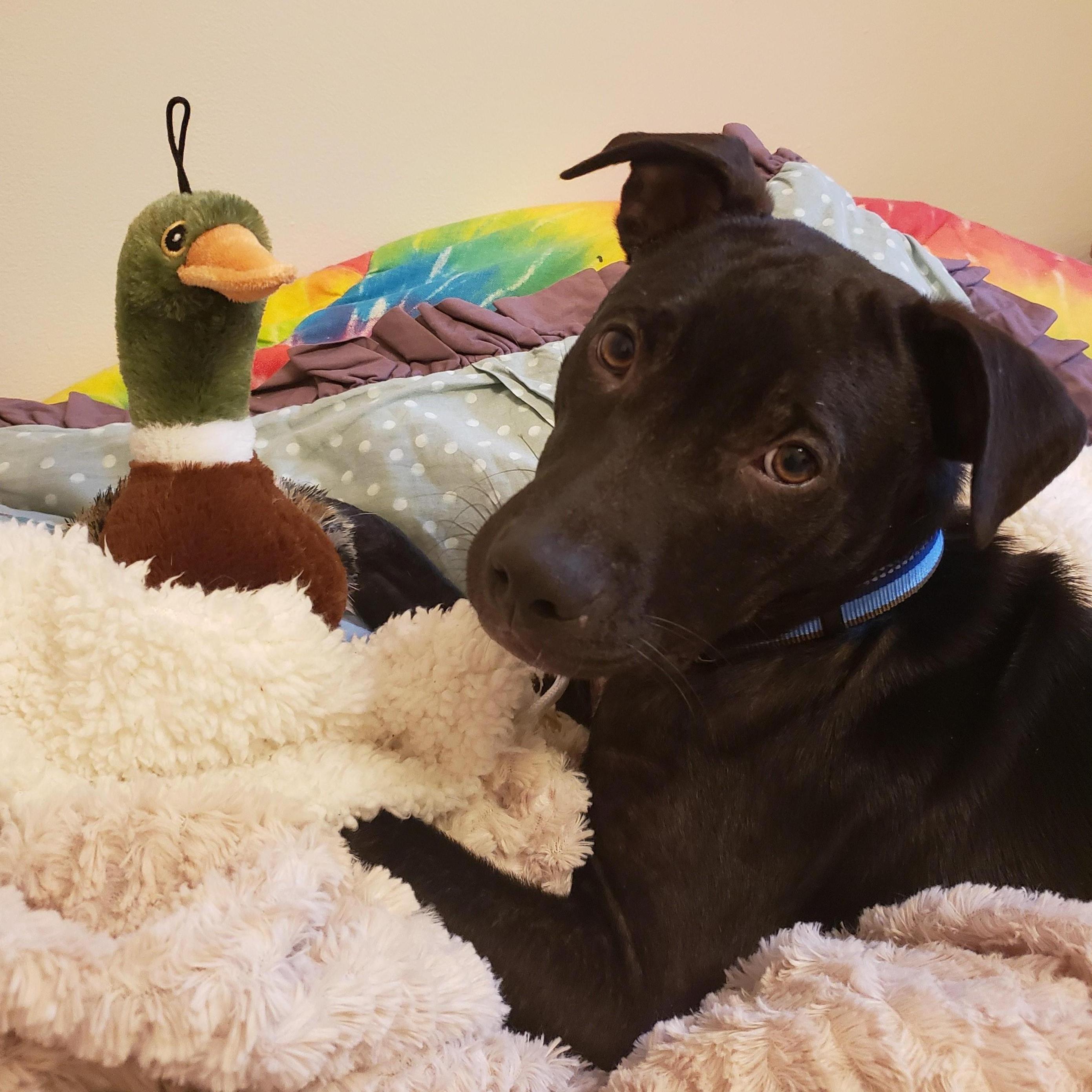 Our perfect Pooch.  
*Sam*