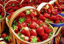 SC Strawberry Festival