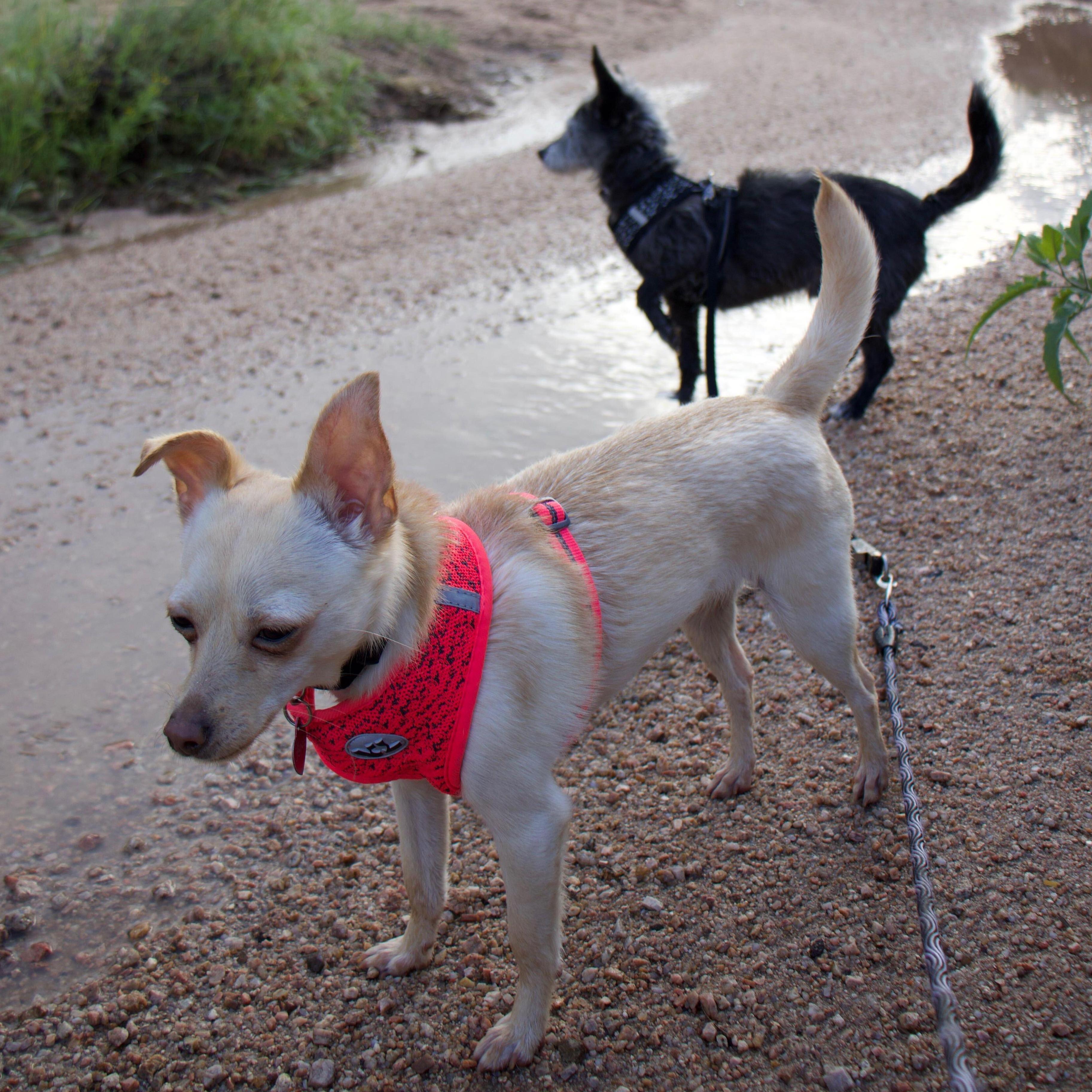 Oscar and June.