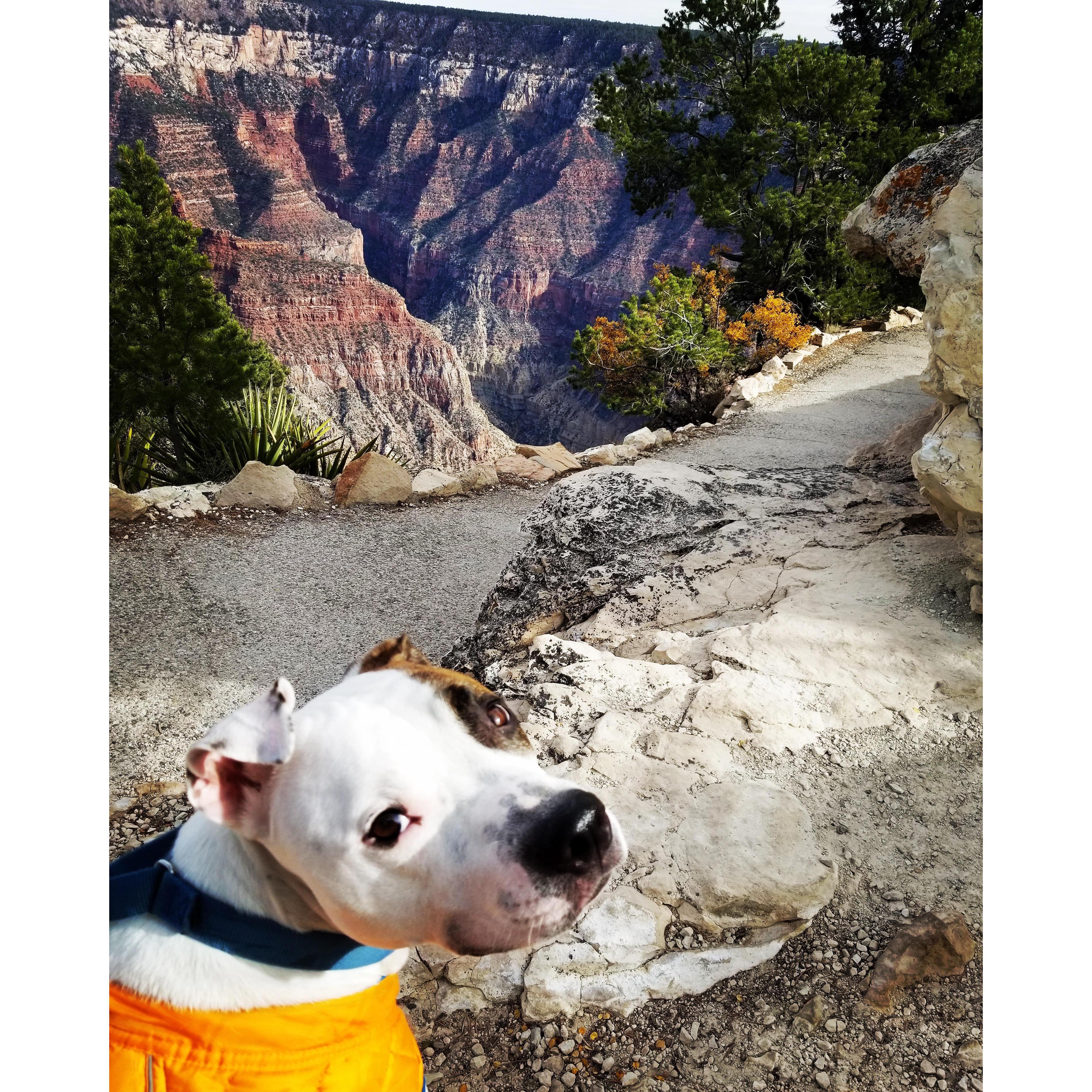 Reggie's first time (and ours!) at The Grand Canyon!