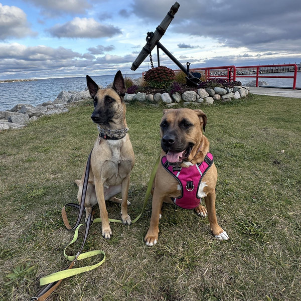 Dog Boarding (& Treats)